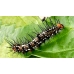 Dryas julia from Central America 5 pupae